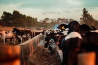 Поилки для коров — какие они бывают, нормы потребления, виды систем поения