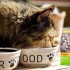 Сухой корм Josera для котов — сбалансированный состав натуральных ингредиентов