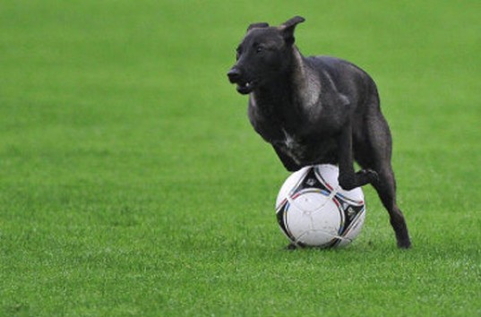 Пес, оказавшийся на футбольном поле, заставил побегать одного из футболистов (ВИДЕО)