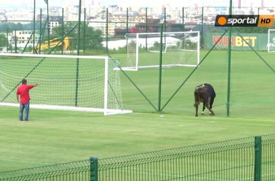 Корова поиграла в футбол в товарищеском матче (ВИДЕО)