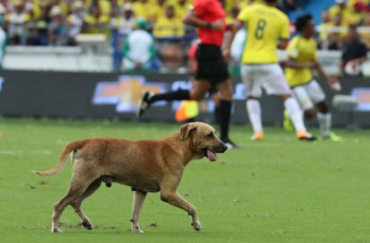 Во время матча Колумбия — Бразилия на поле выбежала собака (ВИДЕО)