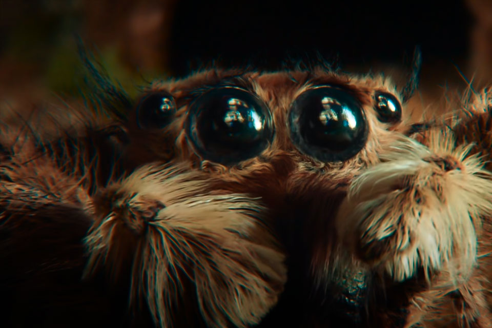 Влюбляет даже пауков: Показали забавный ролик о Samsung Galaxy S22 Ultra (ВИДЕО)