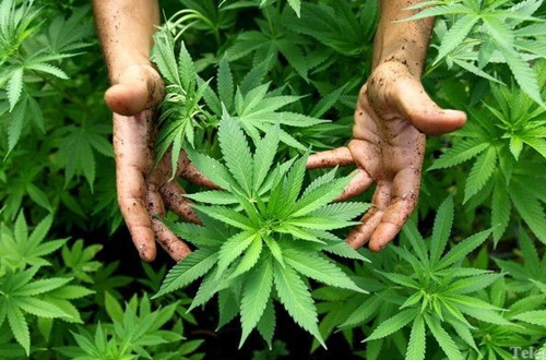 В Днепродзержинске, Днепропетровской области, изъяли партию марихуаны на 20 млн. грн