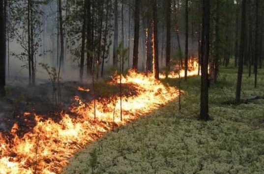 В Алтайском крае с 24 по 27 мая объявлено штормовое предупреждение в связи с пожароопасностью