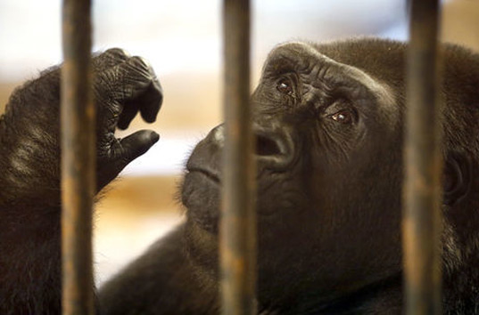 В США ради спасения ребенка работники зоопарка застрелили гориллу