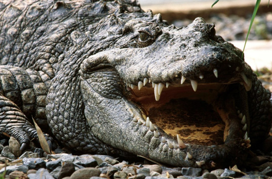 В Австралии крокодил утащил под воду женщину во время купания