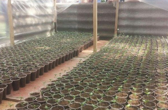 В одном из сел Херсонской области cотрудники СБУ обнаружили плантацию марихуаны