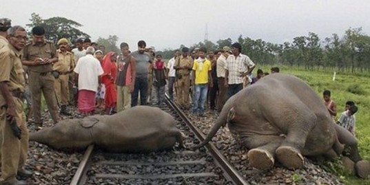 В Индии поезд врезался в группу слонов, переходивших железнодорожные пути