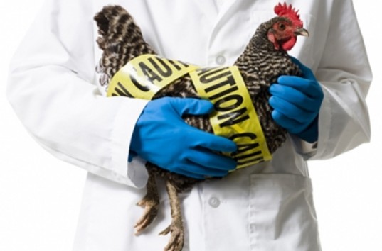 В Херсонской области зафиксировали случай птичьего гриппа