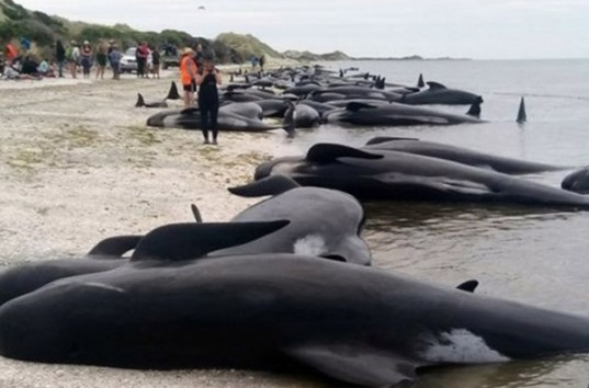 В Новой Зеландии на берег выбросились несколько сотен китов