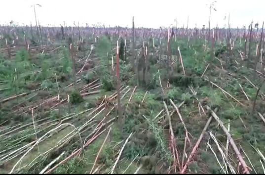 В Польше ураган уничтожил десятки гектаров леса, деревья ломались как спички (ВИДЕО)