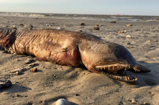 Зубастое слепое чудовище вынесло на пляж в Техасе после урагана «Харви» (ФОТО)