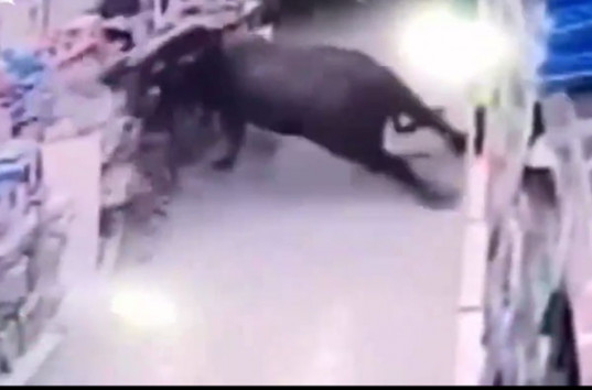 В Китае буйвол ворвался в супермаркет и ранил 6 человек (ВИДЕО)