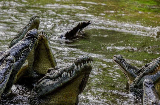 Турист погиб в результате нападения крокодилов в Национальном парке Матобо на юге Зимбабве