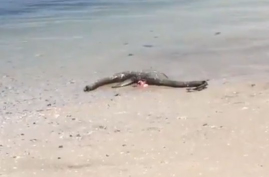 На пляже США найдено морское существо похожее на «Лохнесское чудовище» (ВИДЕО)