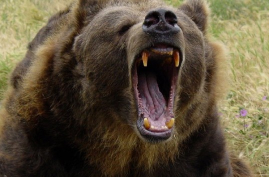 В России медведь напал на дрессировщика (ВИДЕО)