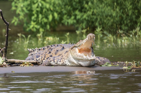 В Замбии убили крокодила, в желудке которого нашли останки девушки и рыбака