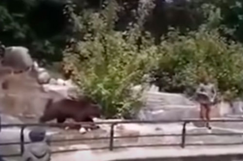 В Польше пьяный посетитель зоопарка попытался утопить медведицу (ВИДЕО)