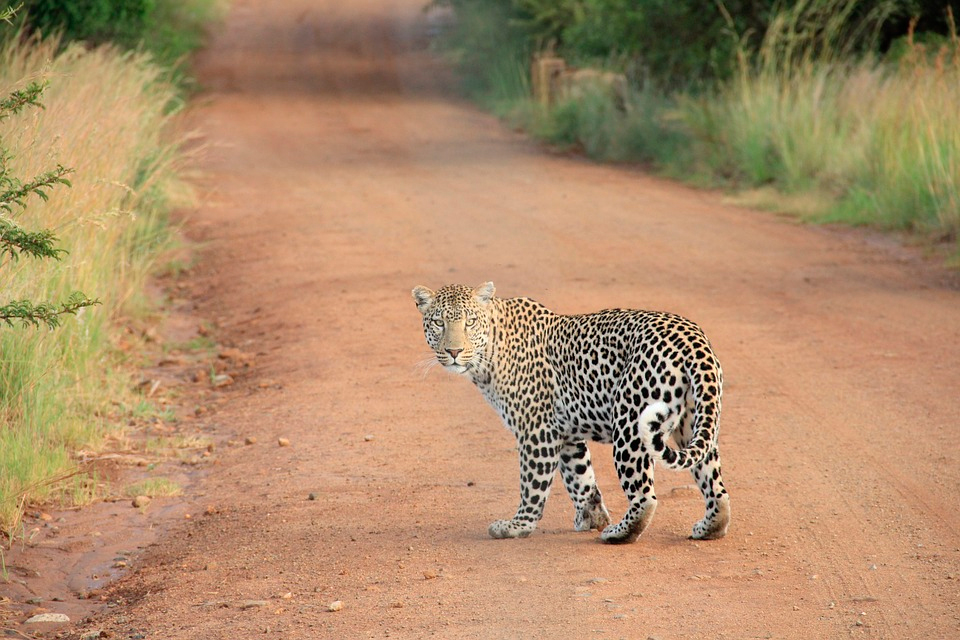 Леопард сбежал из зоопарка и устроил прогулку по городу — люди были потрясены (ВИДЕО)