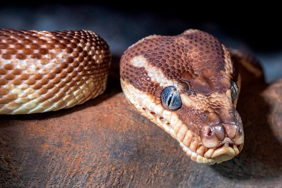 Средство для похудения: Ученые нашли компонент в крови рептилий