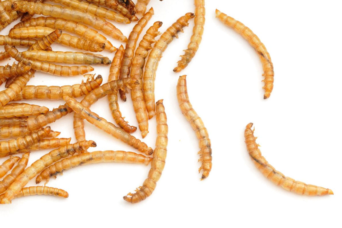 Dried Mealworms Supplier China: What Pet Food Buyers Should Verify