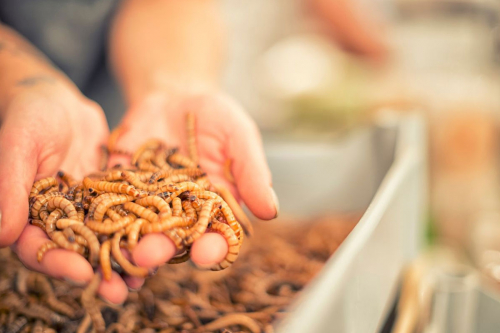 Dried Mealworms Supplier China: What Pet Food Buyers Should Verify