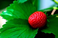 Ожидаемый релиз новой AI-модели OpenAI Strawberry: что известно на сегодня?