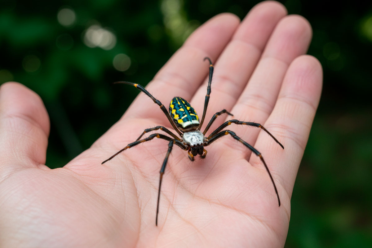 Ядовитые пауки размером с ладонь захватывают штаты США